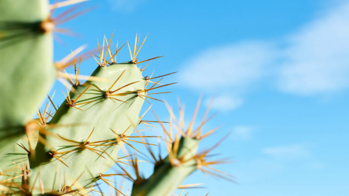 Cactus: Amazing uses and benefits