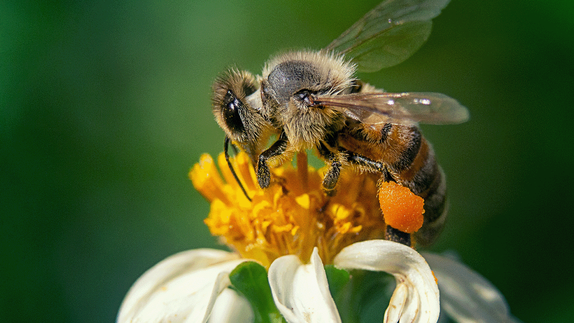 As sweet as honey: Taking care of bees