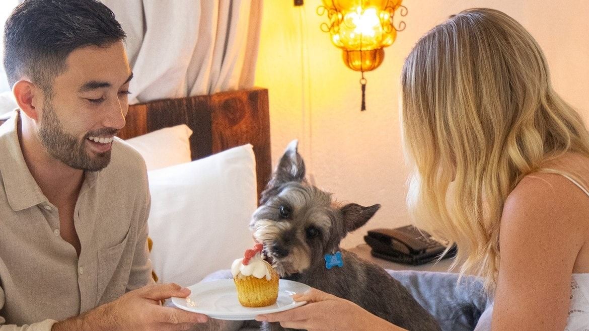 Dog eating birthday cake