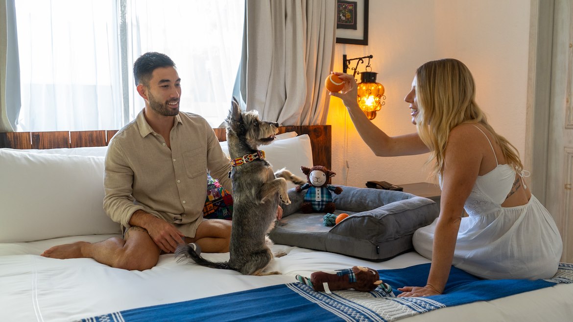 Visit a pet-friendly hotel in Los Cabos with your furry friend