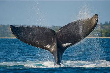 New Wild Whale Expedition from Grand Velas Los Cabos Features Helicopter to Get Up Close & Personal with Migrating Whales,  Luxe Beach Picnic in Loreto & More