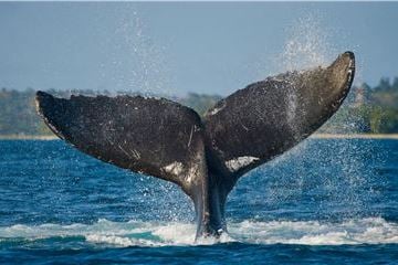 New Wild Whale Expedition from Grand Velas Los Cabos Features Helicopter to Get Up Close & Personal with Migrating Whales,  Luxe Beach Picnic in Loreto & More