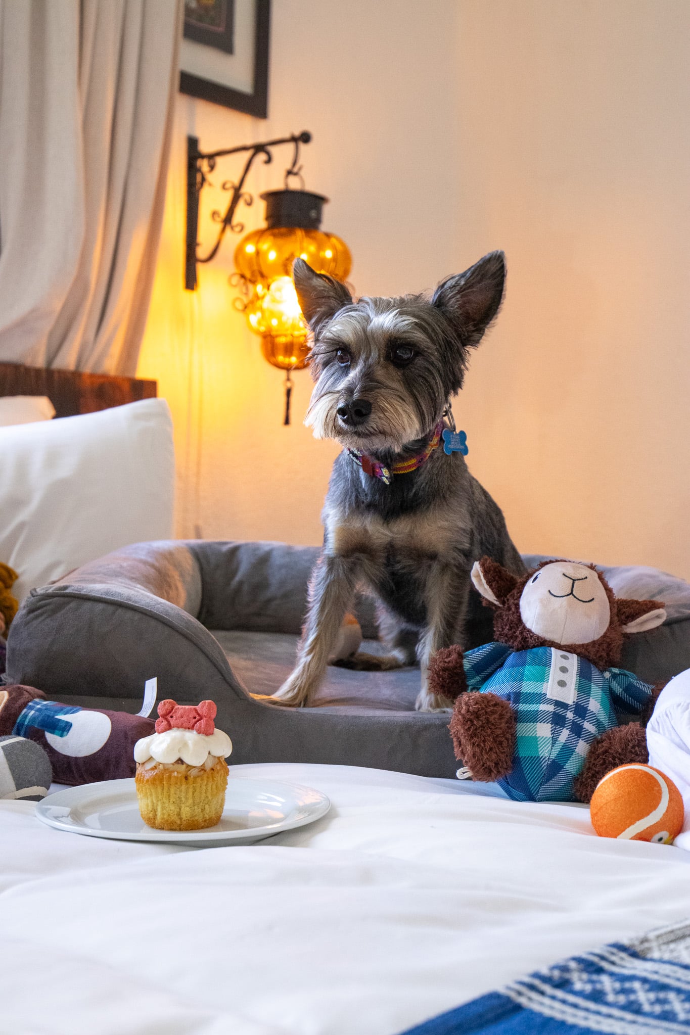 Forget the Dog Park: A New Luxury Pet “Birthday Pawcation” Celebration Now Available at Mar del Cabo by Velas Resorts 