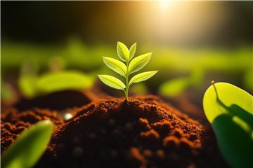 Family Adopt-a-Plant Program Now Available at Grand Velas Los Cabos