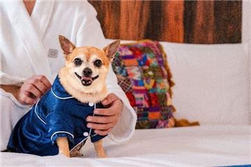 New ‘Very Important Pets’ VIP Experience Debuts at Mar del Cabo by Velas Resorts